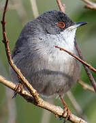 Sardinian Warbler