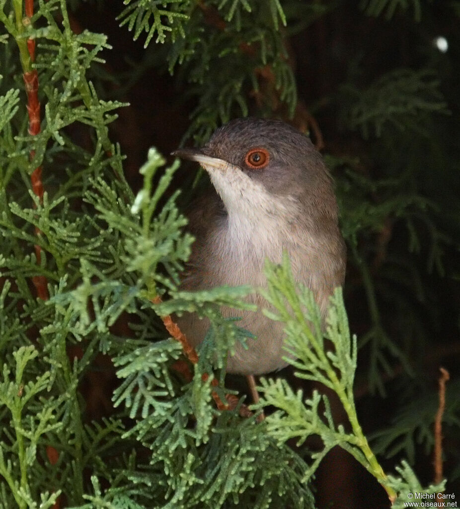 Sardinian Warbler female adult