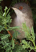 Sardinian Warbler