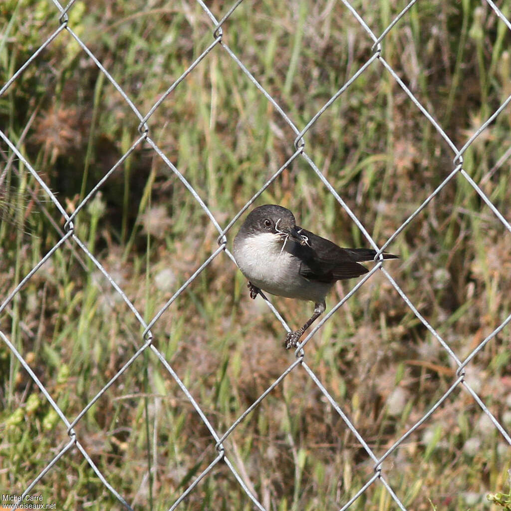 Eastern Orphean Warbleradult, Reproduction-nesting