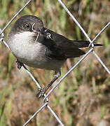 Eastern Orphean Warbler