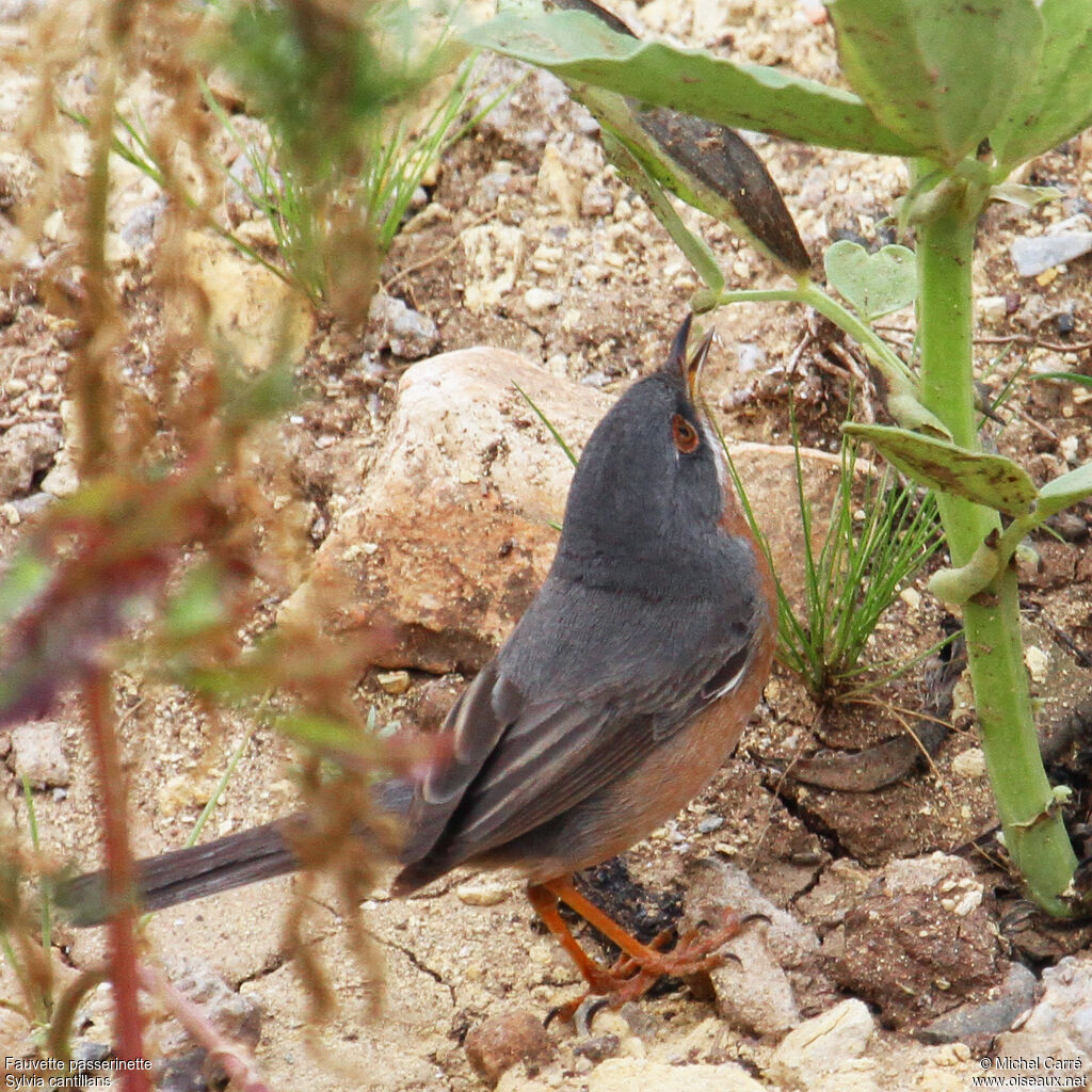 Subalpine Warbler male adult breeding