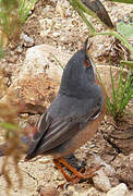 Western Subalpine Warbler