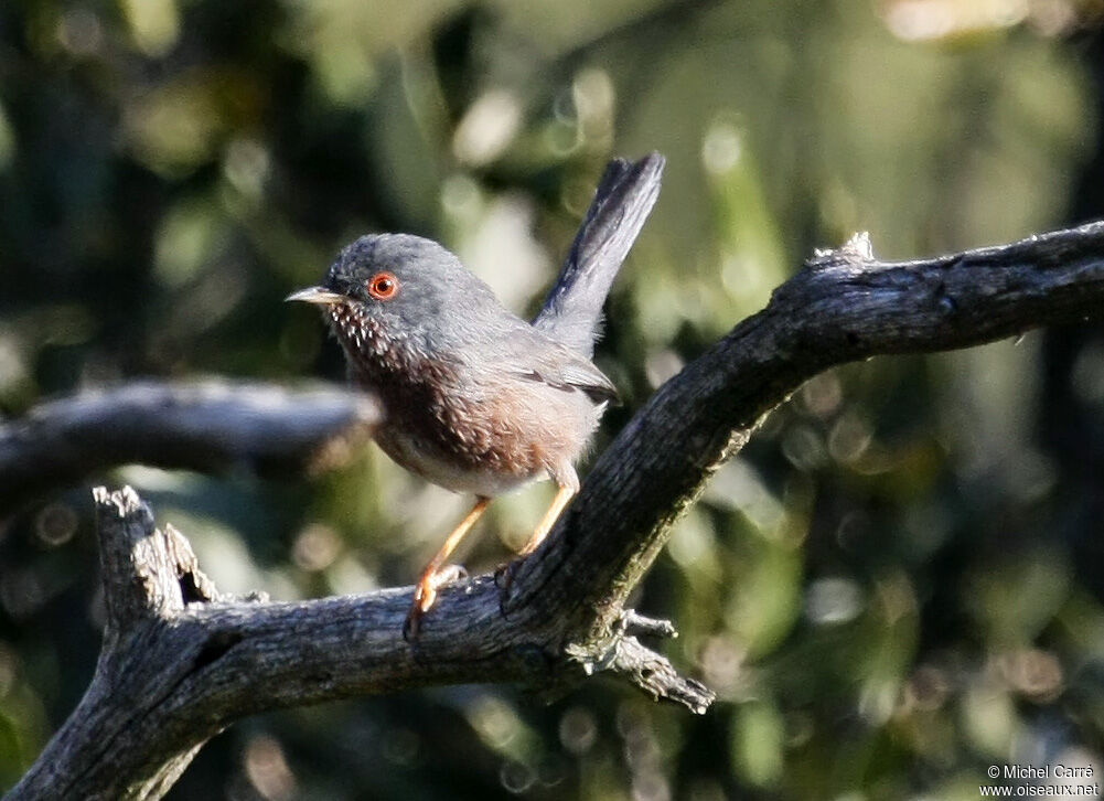 Dartford Warbler male adult