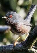 Dartford Warbler