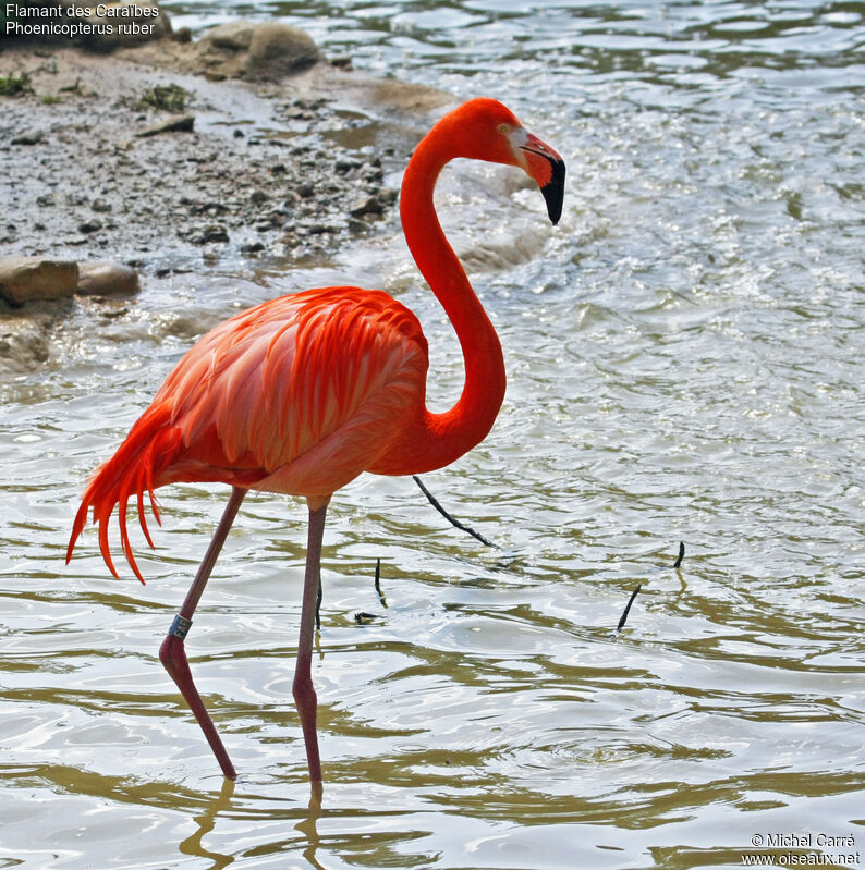 American Flamingoadult
