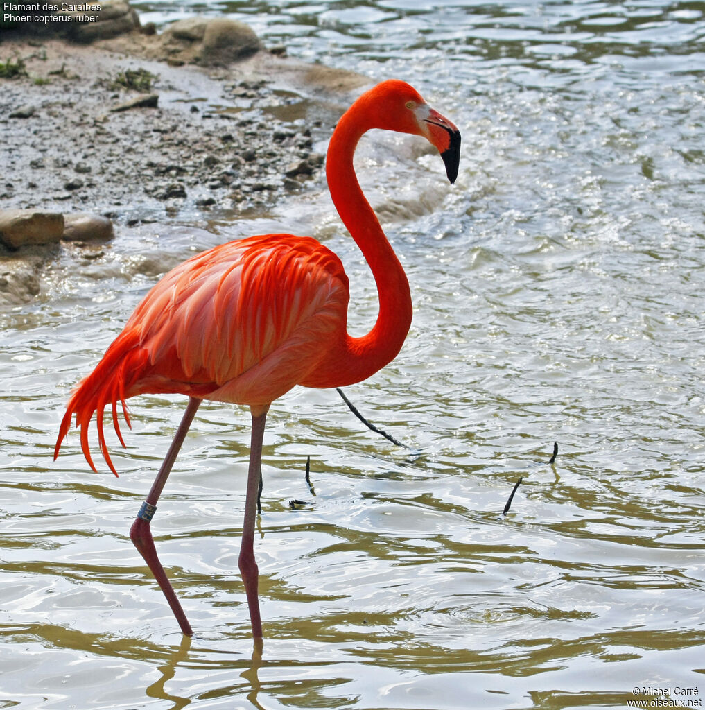 Flamant des Caraïbesadulte