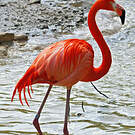 Flamant des Caraïbes