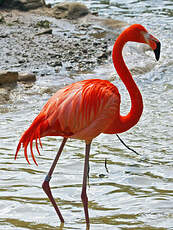 Flamant des Caraïbes