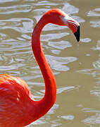 Flamant des Caraïbes