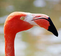 Flamant des Caraïbes