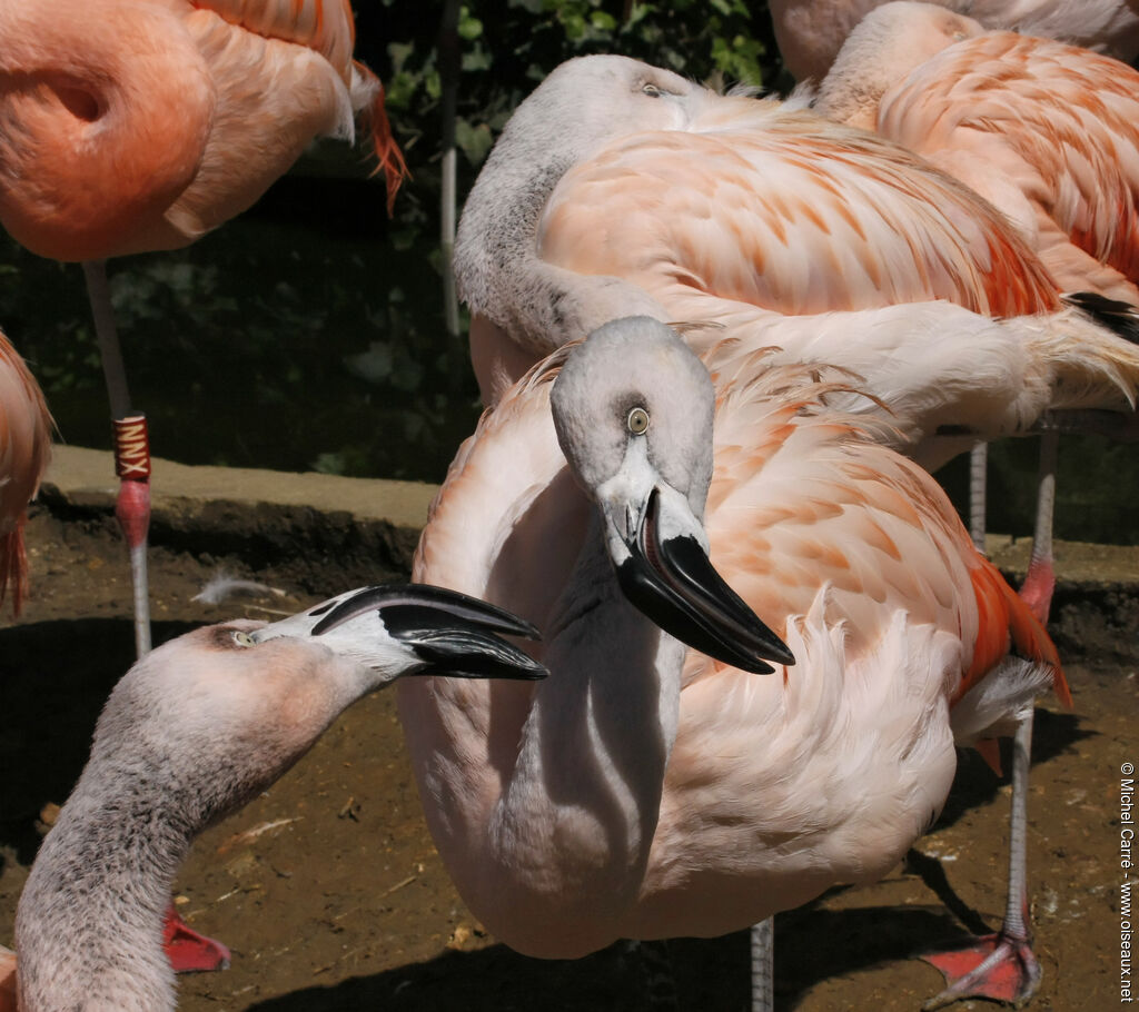 Chilean Flamingoimmature