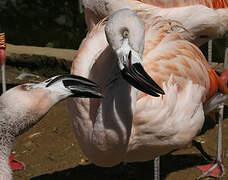 Chilean Flamingo