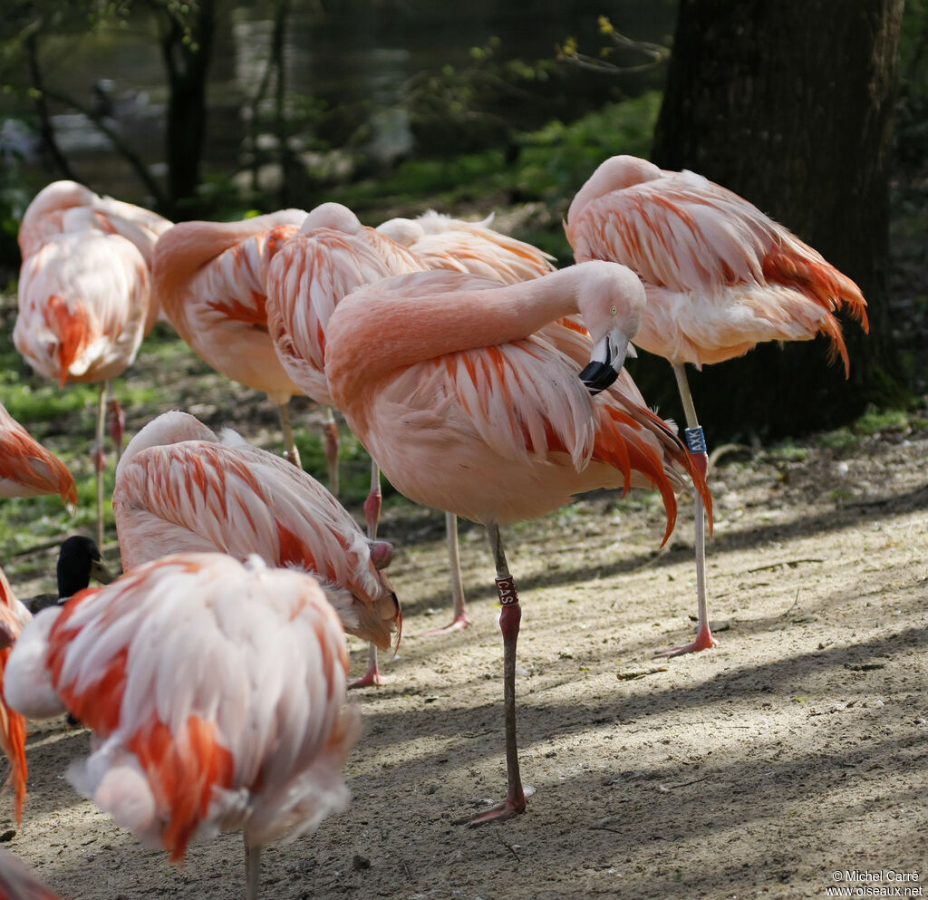 Chilean Flamingoadult