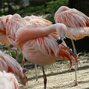 Chilean Flamingo