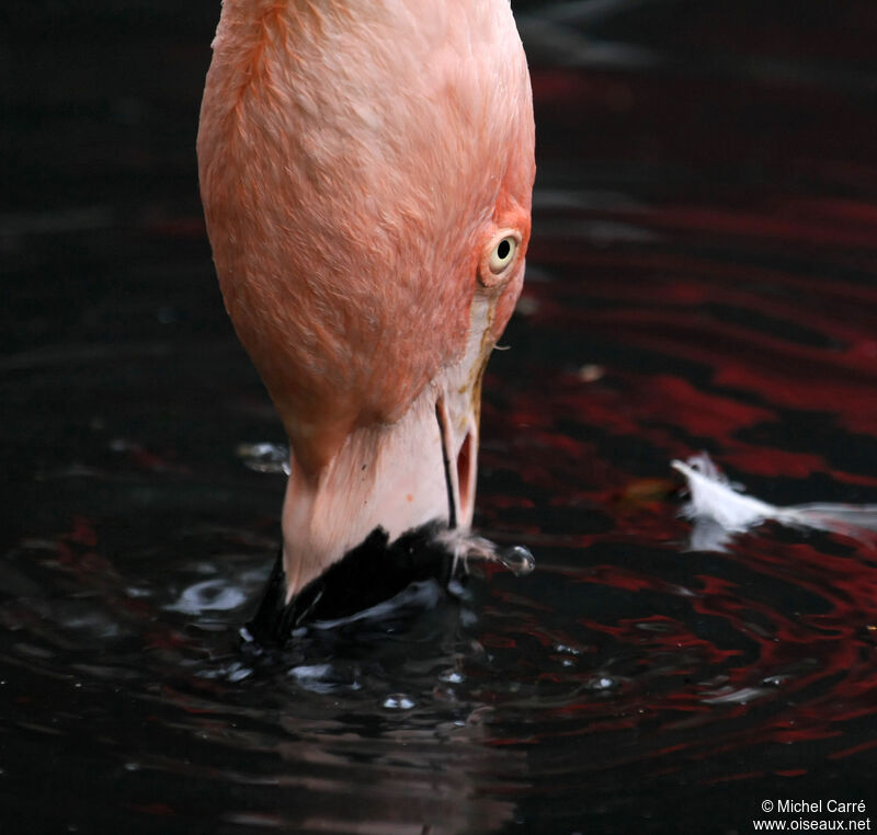 Chilean Flamingoadult
