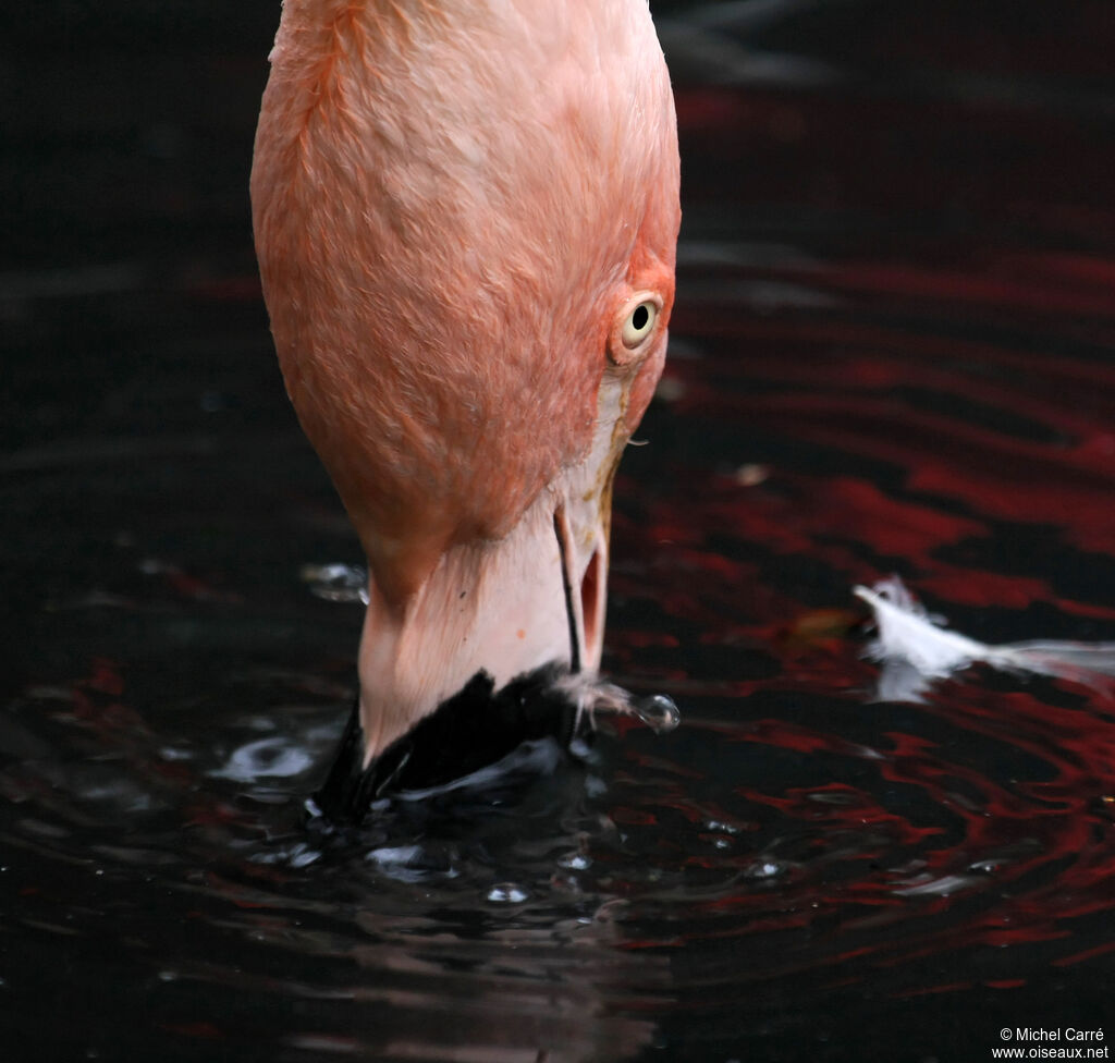 Chilean Flamingoadult