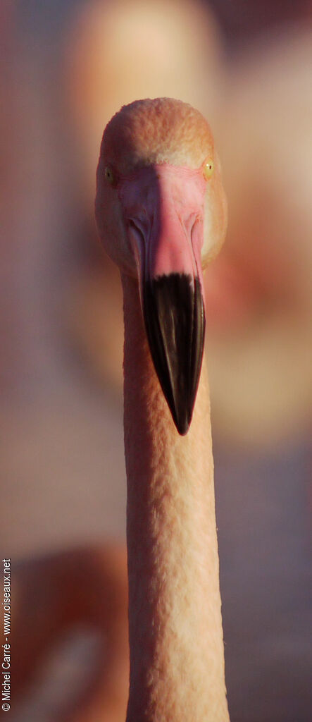 Greater Flamingoadult