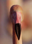 Greater Flamingo