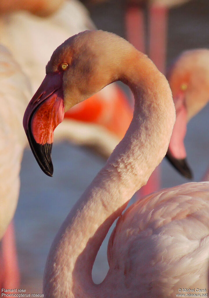 Flamant roseadulte