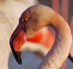 Flamant rose