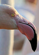 Greater Flamingo