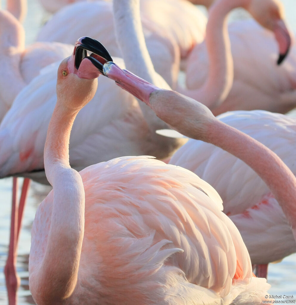 Greater Flamingo