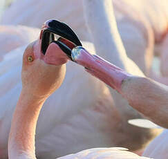 Flamant rose