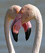 Flamant rose