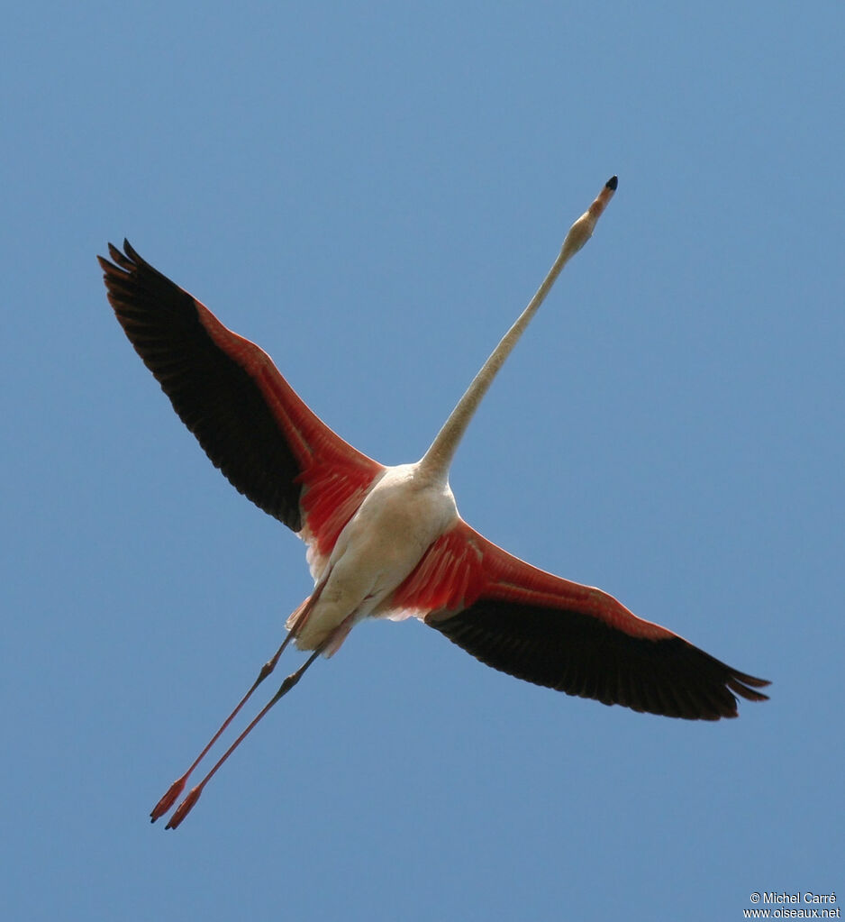 Flamant rose