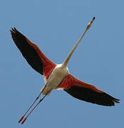 Greater Flamingo