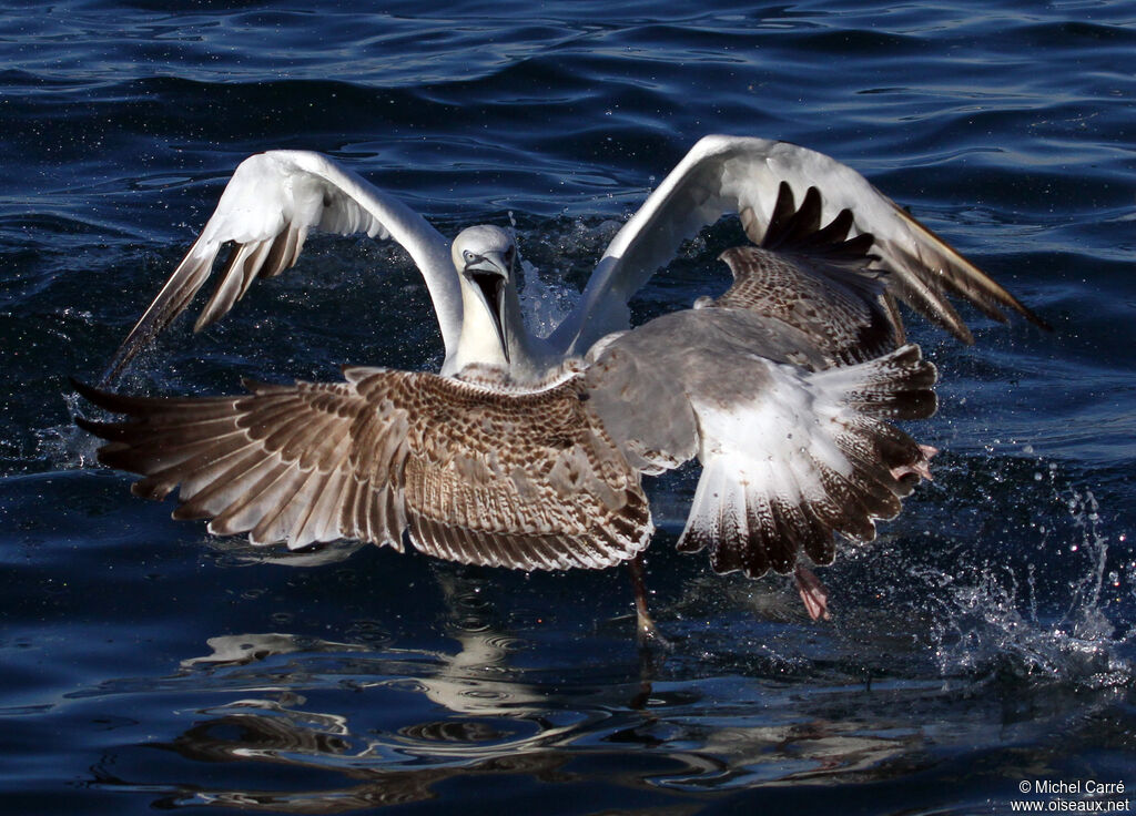 Northern Gannetadult post breeding