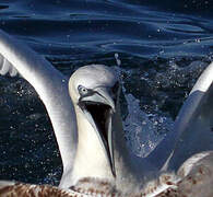 Northern Gannet