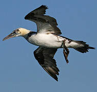 Northern Gannet