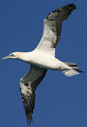 Northern Gannet