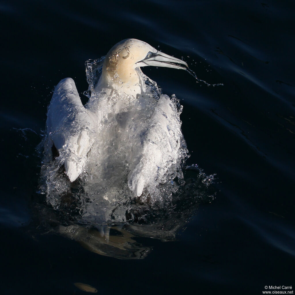 Northern Gannetadult post breeding