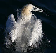 Northern Gannet