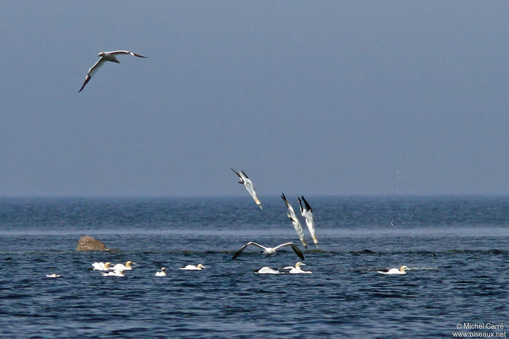 Northern Gannet