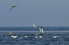 Northern Gannet