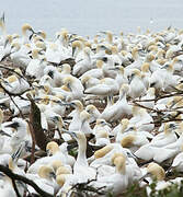 Northern Gannet