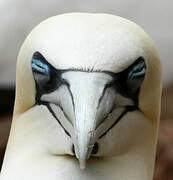 Northern Gannet