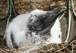 Northern Gannet