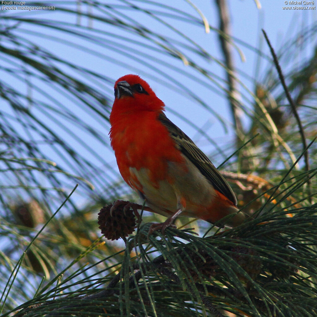 Red Fody male