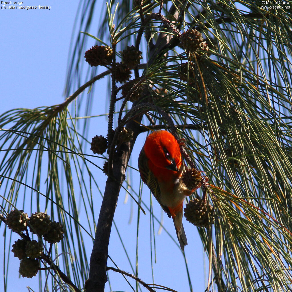 Red Fody male