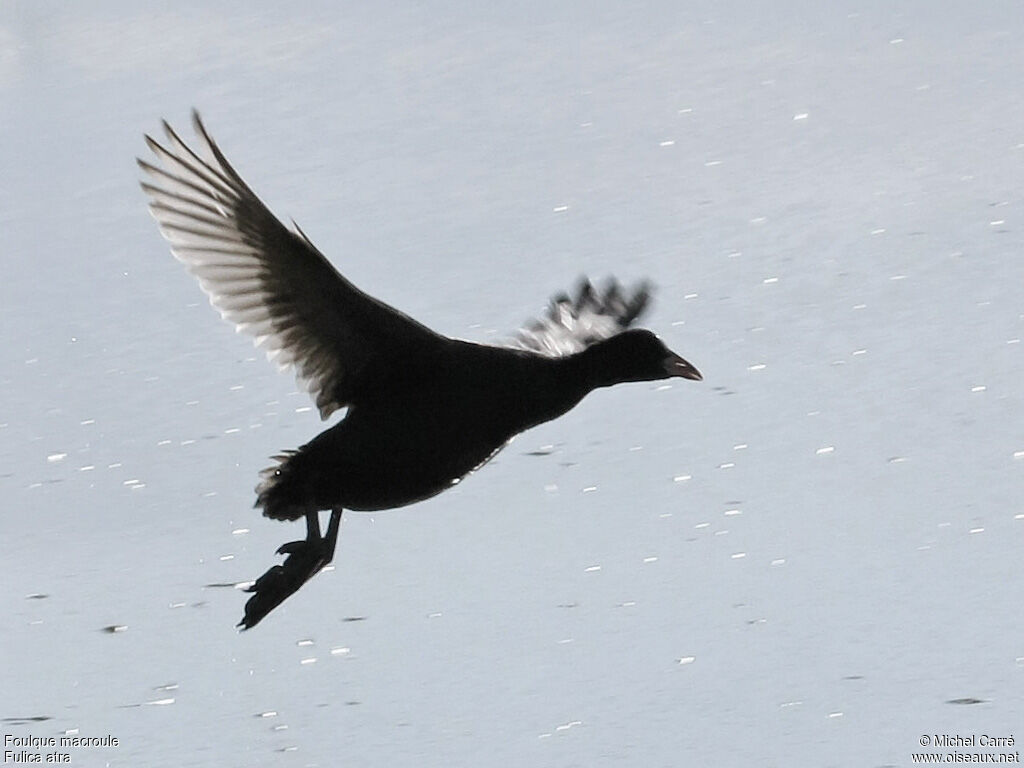 Foulque macrouleadulte, Vol