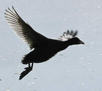 Eurasian Coot