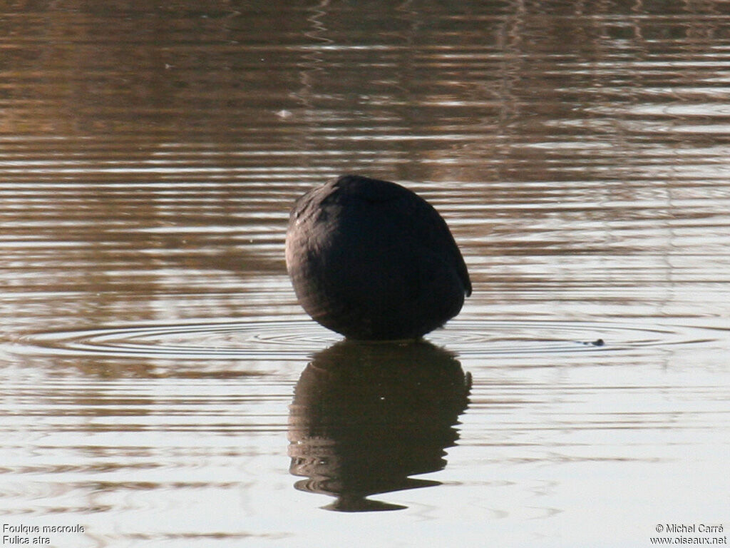 Foulque macrouleadulte, Comportement