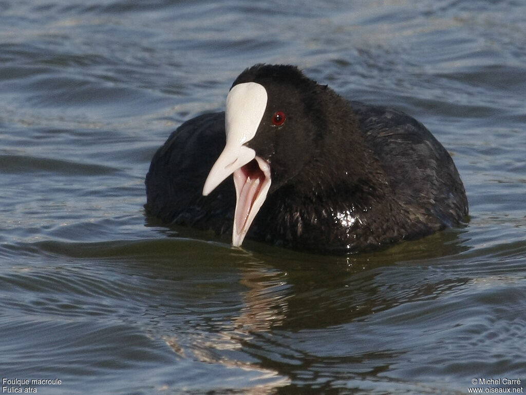 Eurasian Cootadult, Behaviour