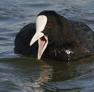 Eurasian Coot