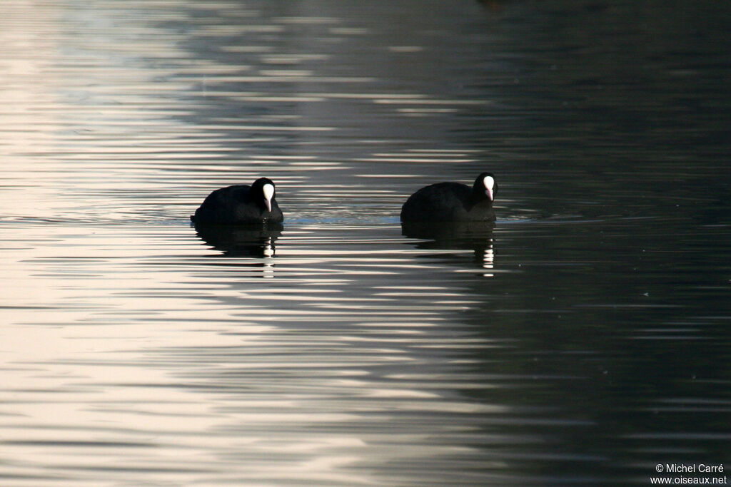 Eurasian Cootadult